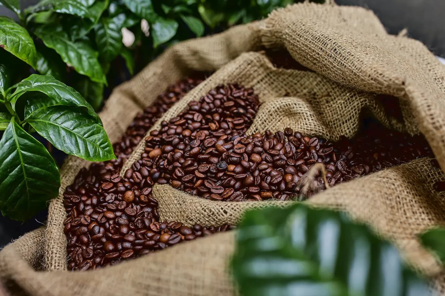 Saco abierto con granos de café tostado y hojas verdes