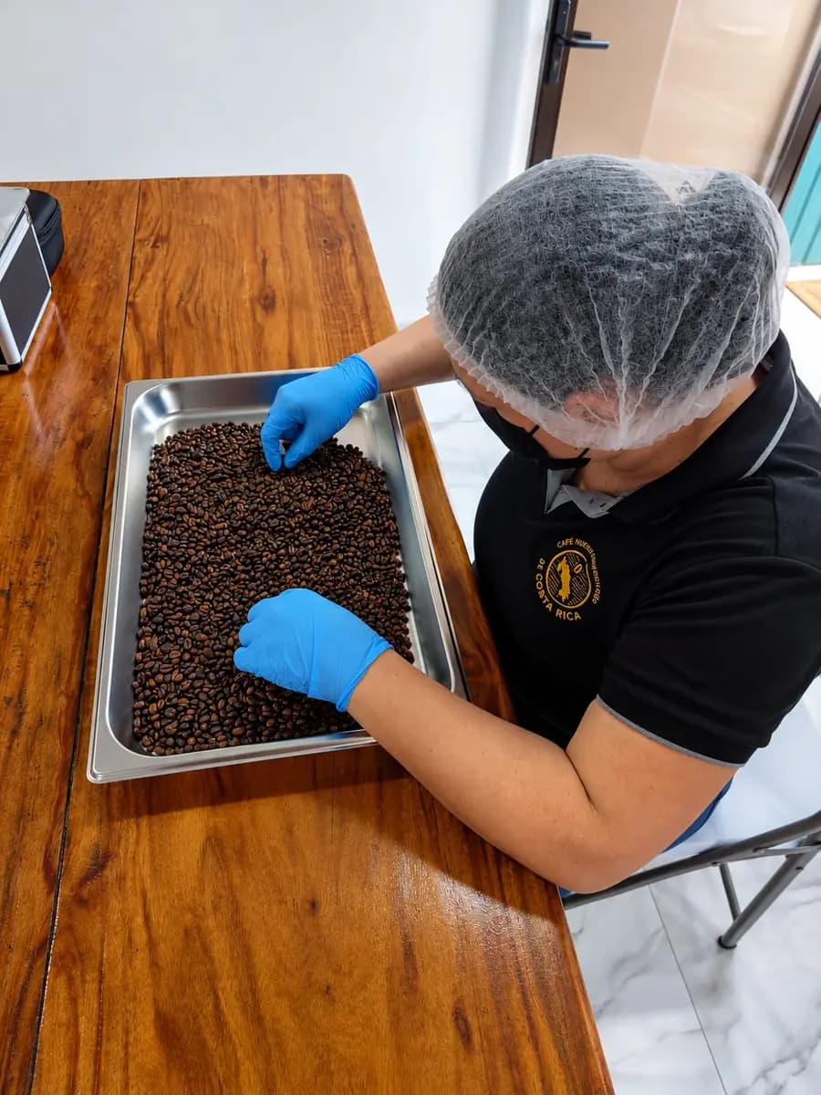 Una persona del equipo, con guantes, redecilla y mascarilla, escoge a mano los granos recién tostados en una bandeja