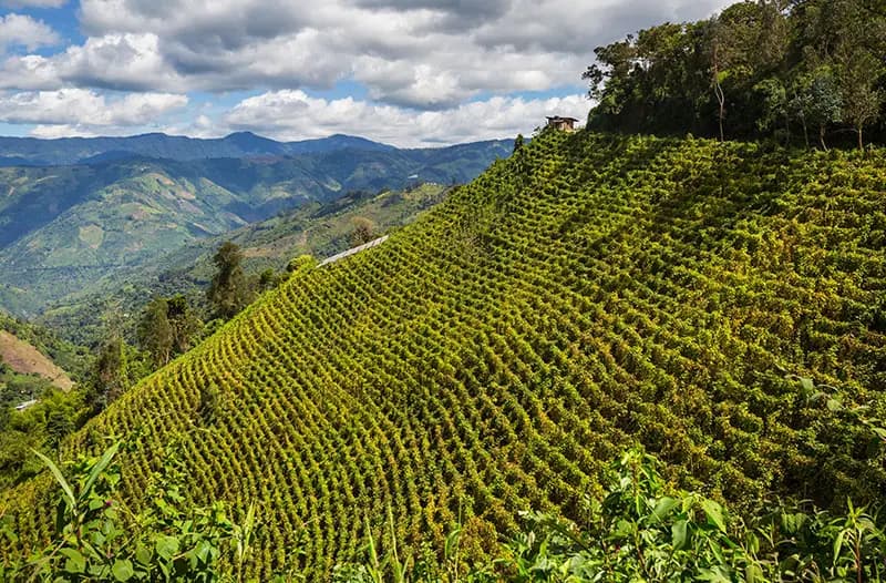 Ladera sembrada de café en las montañas